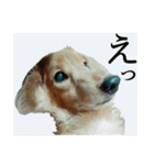 さかいんちのいぬたち（個別スタンプ：24）