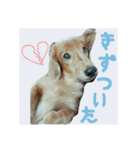 さかいんちのいぬたち（個別スタンプ：31）