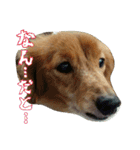 さかいんちのいぬたち（個別スタンプ：33）