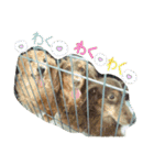 さかいんちのいぬたち（個別スタンプ：40）