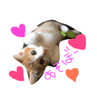 子猫のもんきち（個別スタンプ：1）