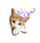 子猫のもんきち（個別スタンプ：2）