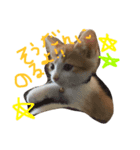 子猫のもんきち（個別スタンプ：3）