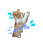 子猫のもんきち（個別スタンプ：4）