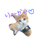 子猫のもんきち（個別スタンプ：5）