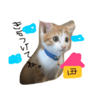 子猫のもんきち（個別スタンプ：6）