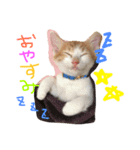 子猫のもんきち（個別スタンプ：7）