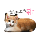 子猫のもんきち（個別スタンプ：8）