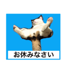 トヨちゃんと猫ファミリー（個別スタンプ：4）