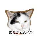 トヨちゃんと猫ファミリー（個別スタンプ：5）