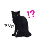 トヨちゃんと猫ファミリー（個別スタンプ：6）