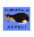 トヨちゃんと猫ファミリー（個別スタンプ：10）