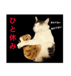 トヨちゃんと猫ファミリー（個別スタンプ：15）