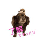 うちの3ワンコ 1（個別スタンプ：3）