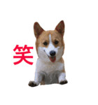 うちの3ワンコ 1（個別スタンプ：14）