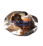 かまってちゃんワンコ笑笑（個別スタンプ：1）