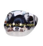 かまってちゃんワンコ笑笑（個別スタンプ：2）