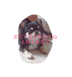 かまってちゃんワンコ笑笑（個別スタンプ：3）