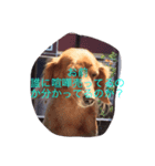 かまってちゃんワンコ笑笑（個別スタンプ：5）