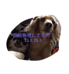かまってちゃんワンコ笑笑（個別スタンプ：8）