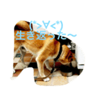 犬の写真（個別スタンプ：8）