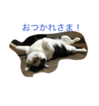 我が家の猫達NO1（個別スタンプ：1）