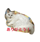 我が家の猫達NO1（個別スタンプ：2）