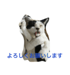 我が家の猫達NO1（個別スタンプ：4）