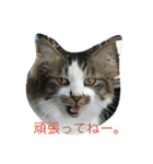我が家の猫達NO1（個別スタンプ：6）