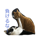 我が家の猫達NO1（個別スタンプ：7）