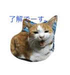 我が家の猫達NO1（個別スタンプ：8）