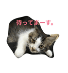我が家の猫達NO1（個別スタンプ：9）