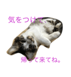 我が家の猫達NO1（個別スタンプ：10）