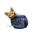我が家の猫達NO1（個別スタンプ：11）