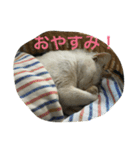我が家の猫達NO1（個別スタンプ：12）