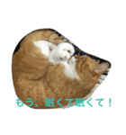 我が家の猫達NO1（個別スタンプ：13）