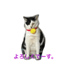 我が家の猫達NO1（個別スタンプ：14）