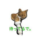 我が家の猫達NO1（個別スタンプ：15）