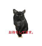 我が家の猫達NO1（個別スタンプ：16）