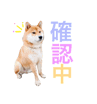 柴犬  やまと（個別スタンプ：1）