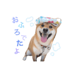 柴犬  やまと（個別スタンプ：2）