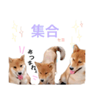 柴犬  やまと（個別スタンプ：9）