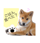 柴犬  やまと（個別スタンプ：15）