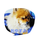 ポメラニアン ぽん太  1（個別スタンプ：3）