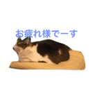 我が家のふーちゃん（個別スタンプ：14）