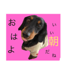 ダックス犬ミントちゃん♂（個別スタンプ：1）