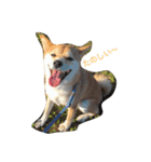 柴犬むぅ（個別スタンプ：8）
