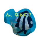 日本の魚たち No1（個別スタンプ：1）