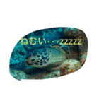 日本の魚たち No1（個別スタンプ：2）