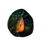 日本の魚たち No1（個別スタンプ：3）